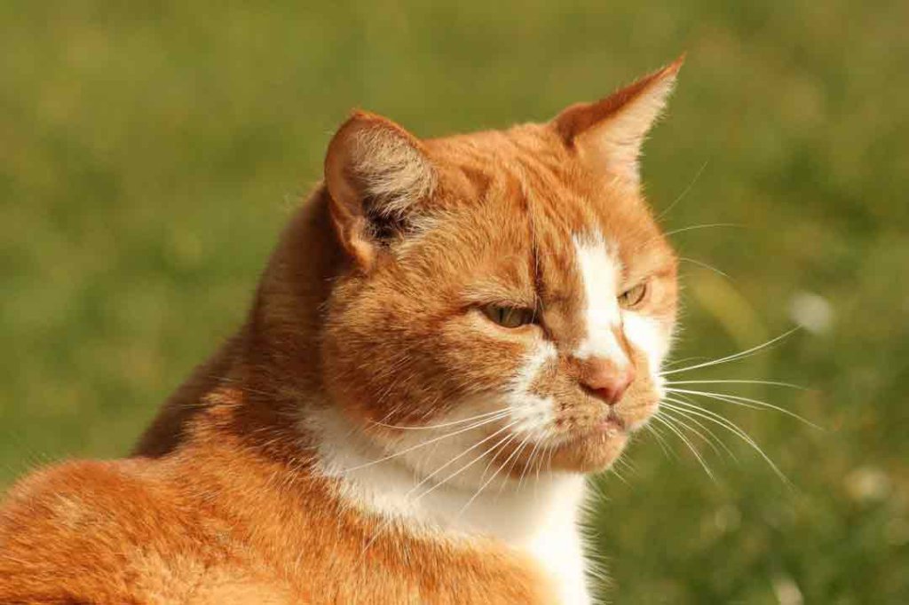 Ataxie bei Katzen erkennen • Aus Liebe zum Haustier