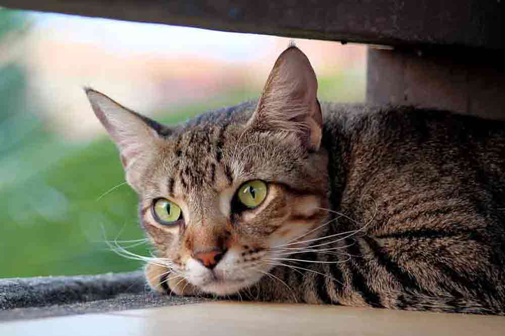 Die häufigsten Katzenkrankheiten
