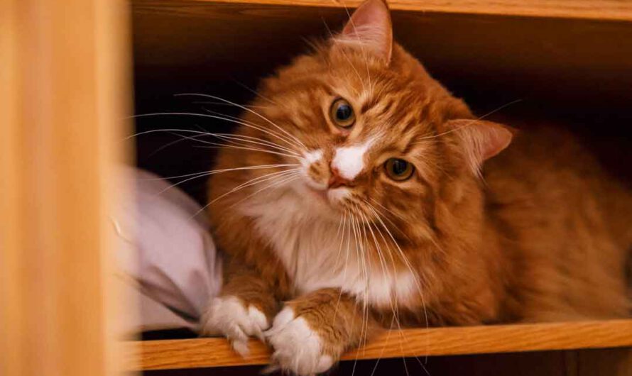 Top 7: Die Lieblingsorte jeder Katze