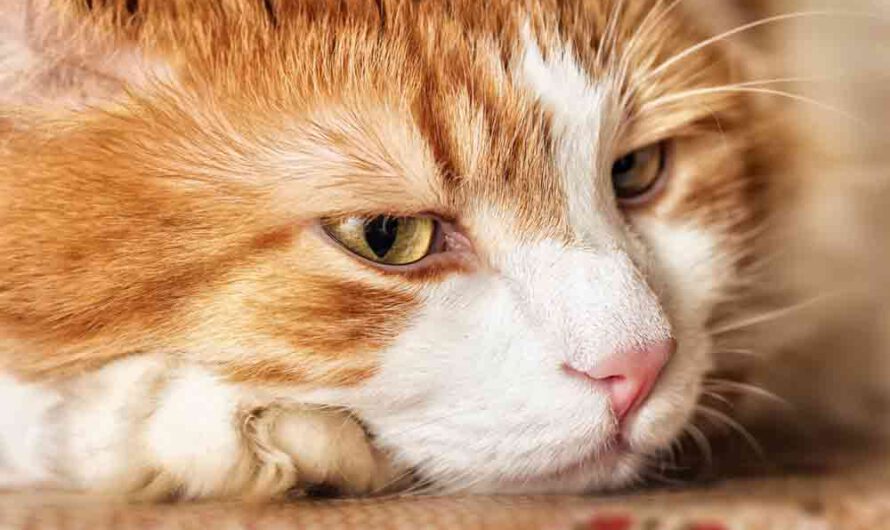 Diese 5 Dinge machen die Katze in der Wohnung krank