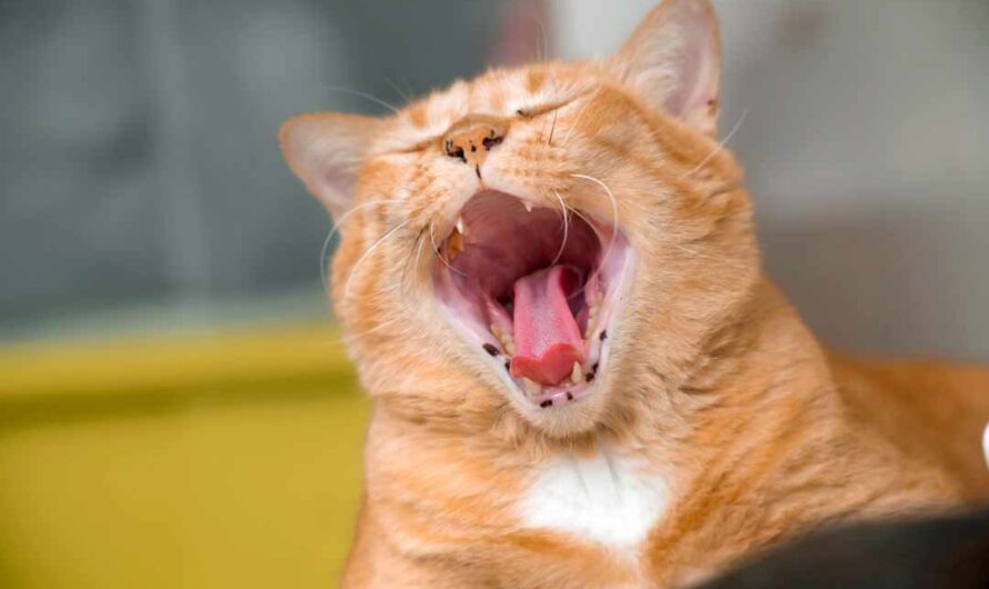 Zahnfleischentzündung bei der Katze: So hilfst Du Deinem Liebling