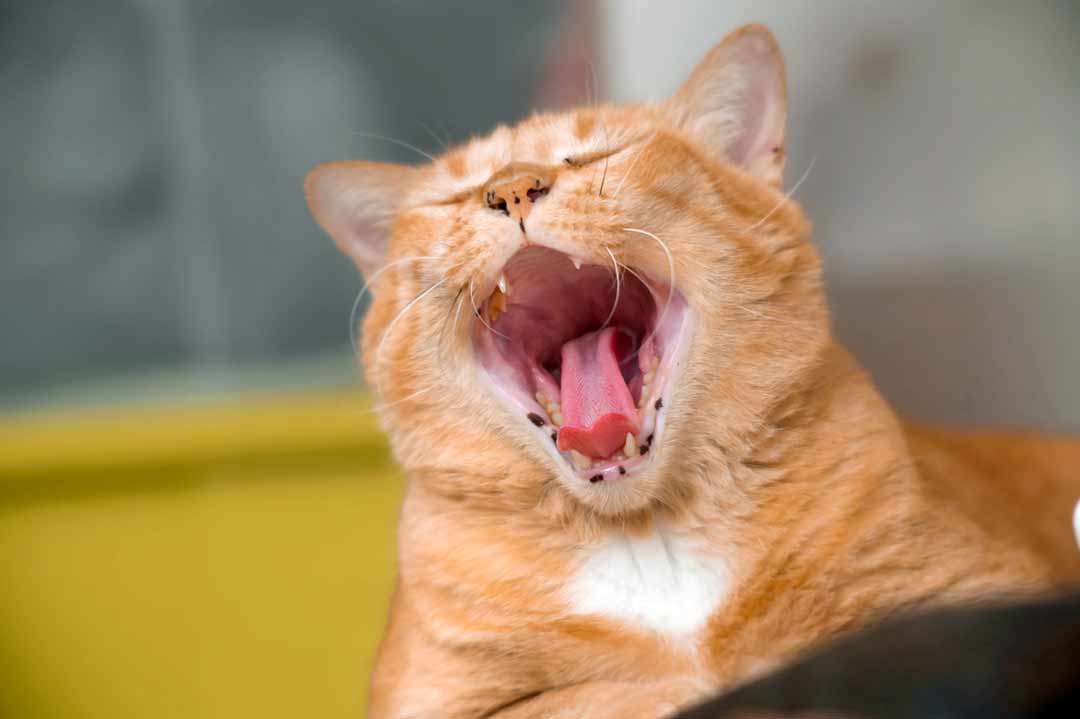 Zahnfleischentzündung Katze