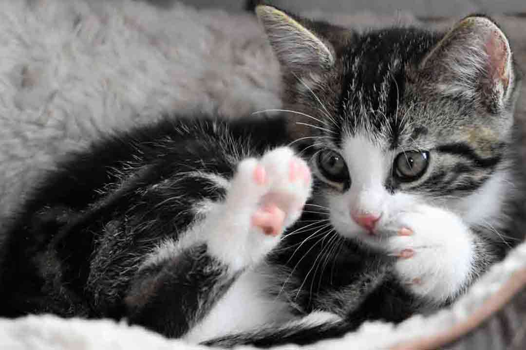 Die schönsten Namen für Kater von AZ • Aus Liebe zum Haustier