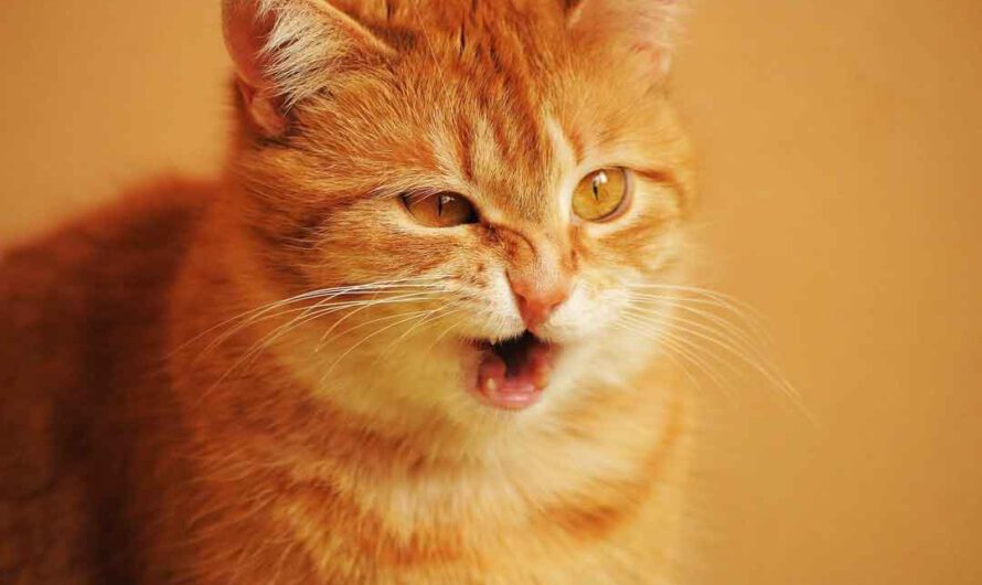 Die Katze niest: Wann Du handeln musst