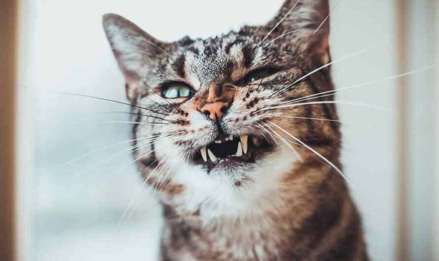 Zahnstein bei der Katze vorbeugen