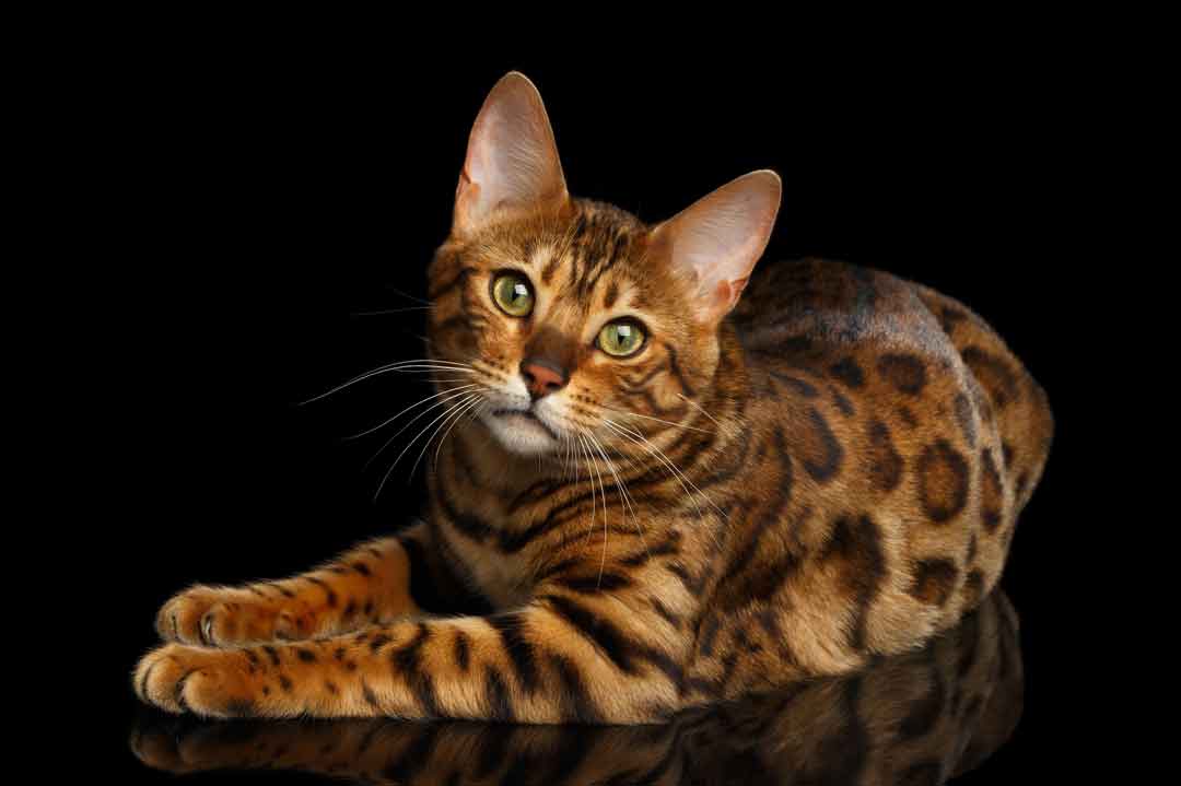 Teuerste Katzen: Bengalkatze