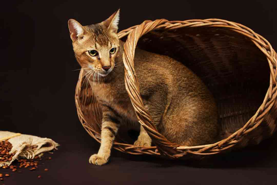 Die teuersten Katzen: Chausie