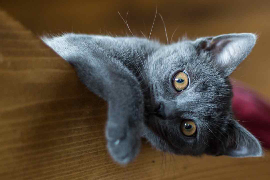 Das Kitten einer Kartäuser