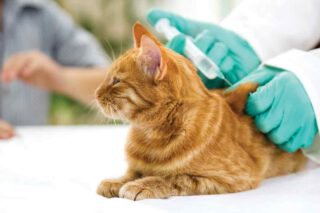 Diabetes bei der Katze: Symptome und Behandlung • Aus Liebe zum Haustier