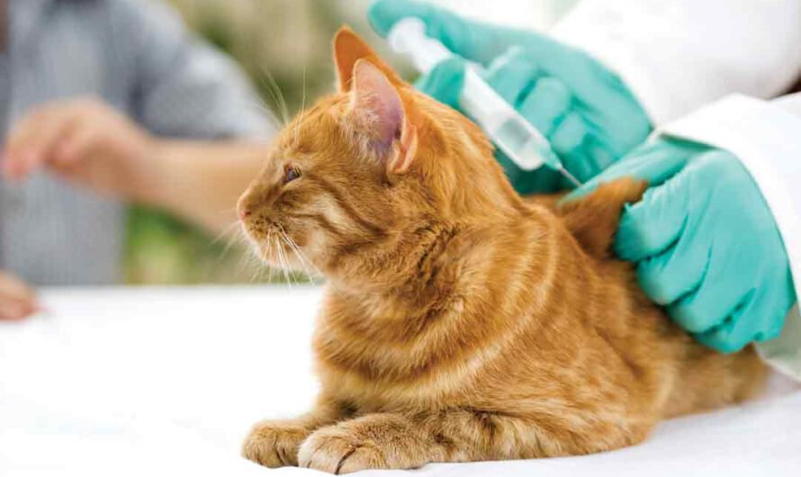 Diabetes bei der Katze: Symptome und Behandlung
