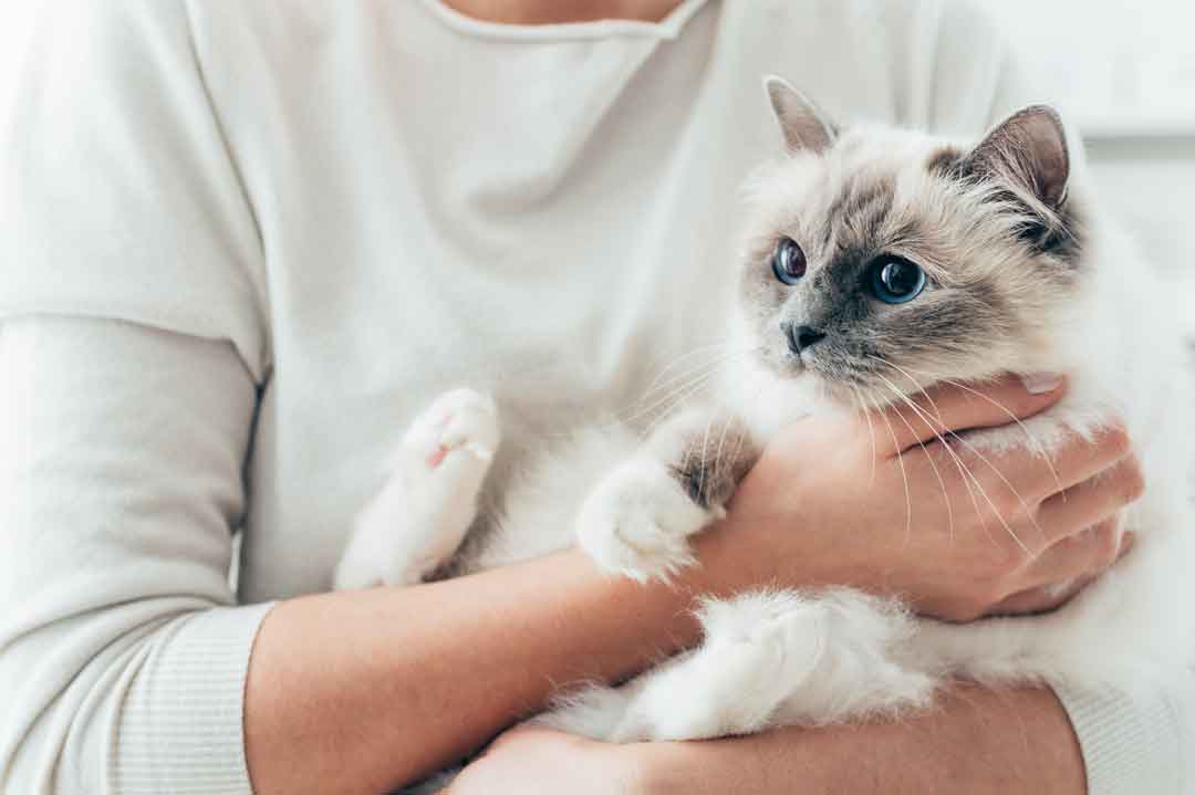 Geschlecht der Katze erkennen: Ab wann ist es möglich?