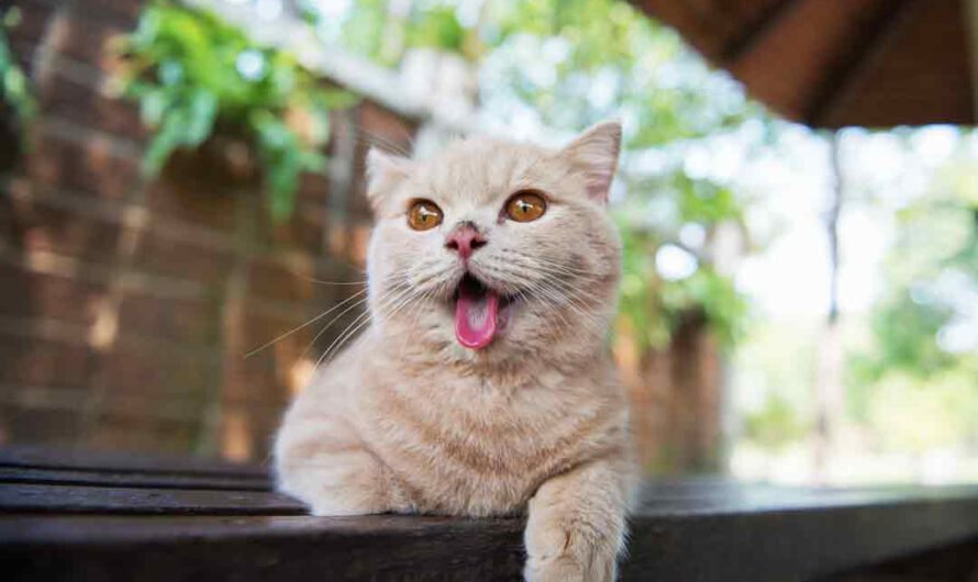 Katze hechelt: Ist das gefährlich oder harmlos?