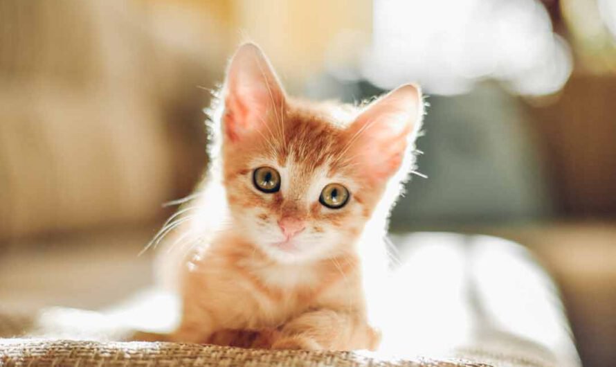Rote Katzen: Was macht sie so besonders?