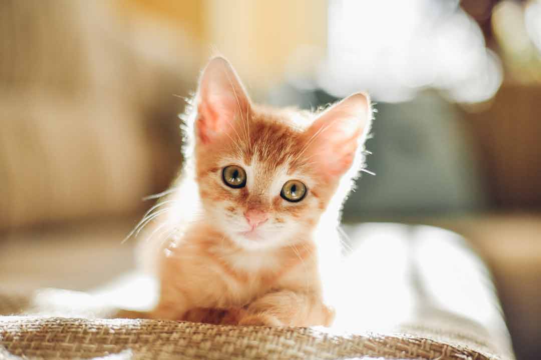 Rote Katzen: Was macht sie besonders?