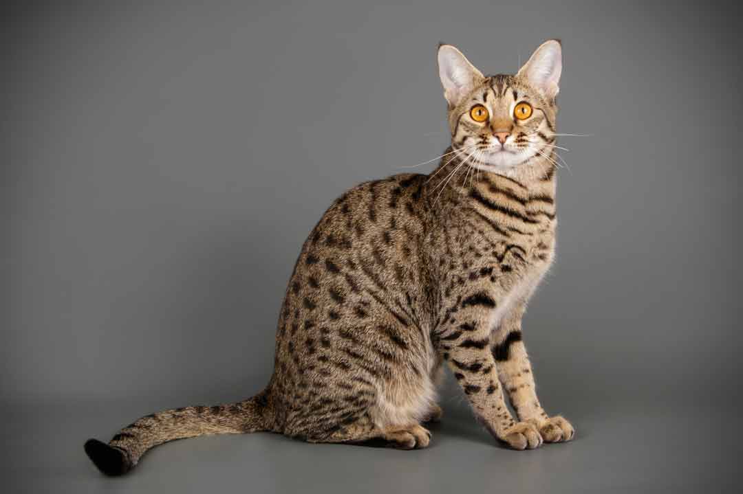 Savannah-Katze: Sie ist die teuerste Katze der Welt