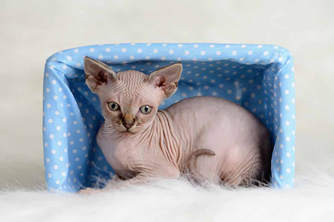 Sphynx-Katze