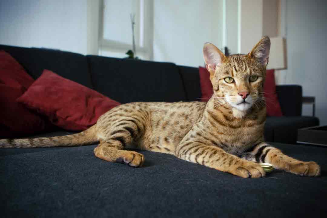 Die 8 teuersten Katzenrassen der Welt • Aus Liebe zum Haustier