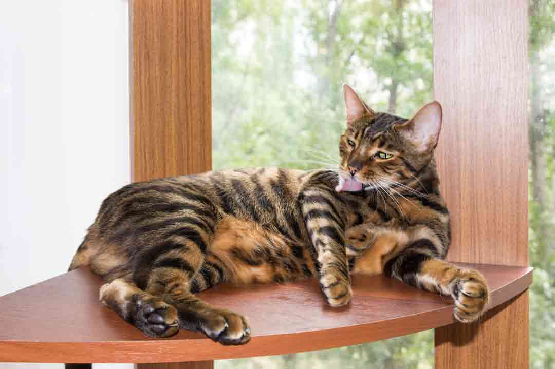 Toyger-Katze: eine der teuersten Katzen der Welt