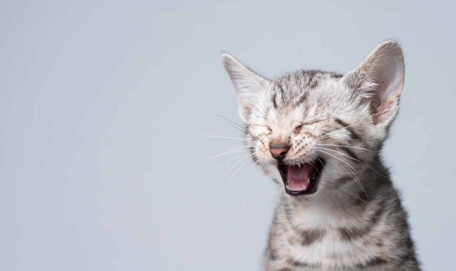 Zahnwechsel der Katze: Tschüs, Milchzähne!