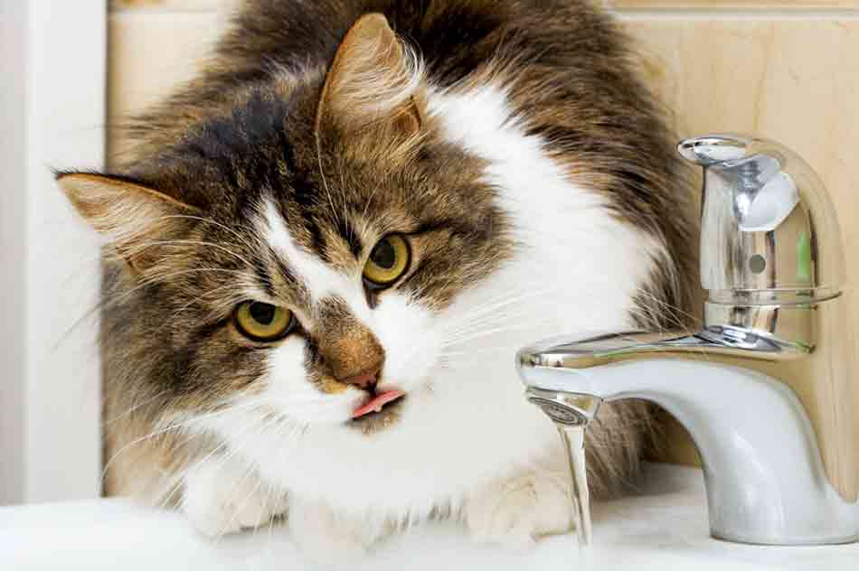 Eine Katze trinkt am Wasserhahn.