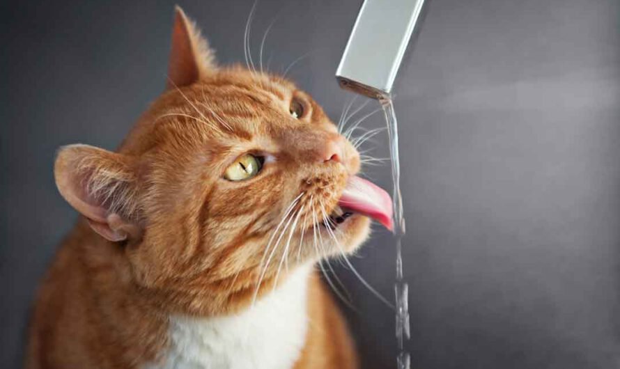 Trinkt Deine Katze zu wenig?