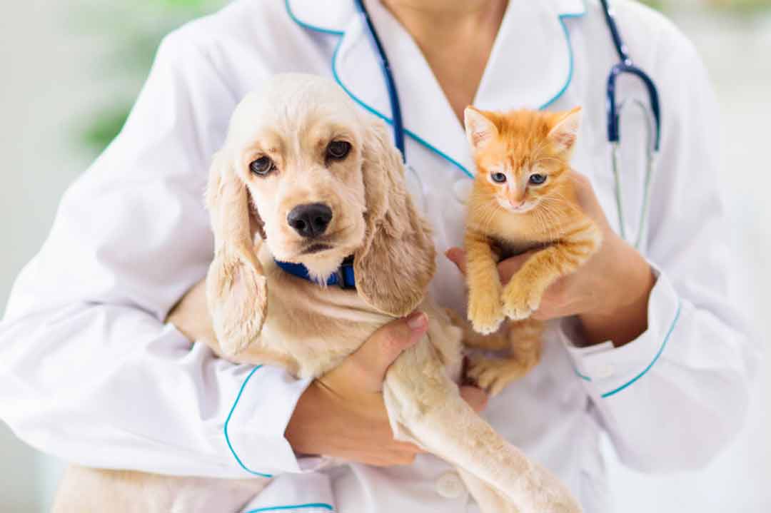 Krankenversicherung für Tiere