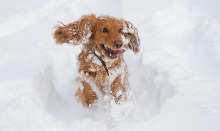 Darum dürfen Hunde keinen Schnee fressen