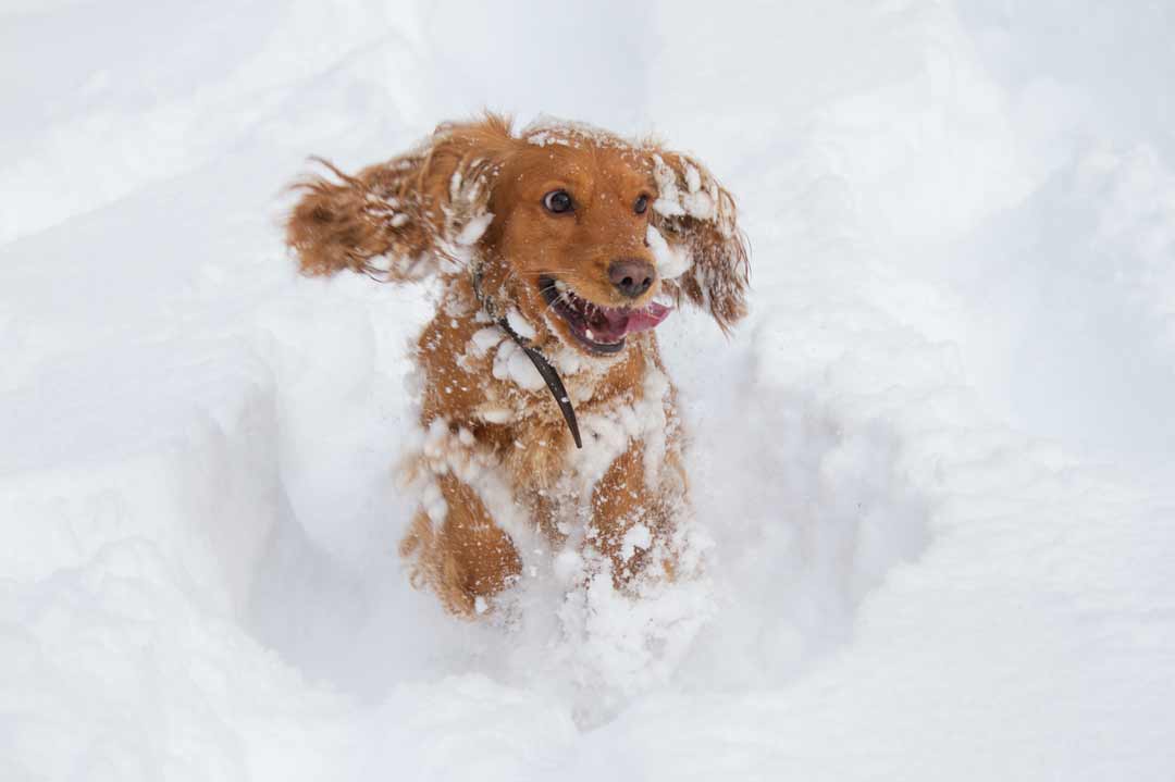 Dürfen Hunde Schnee fressen?