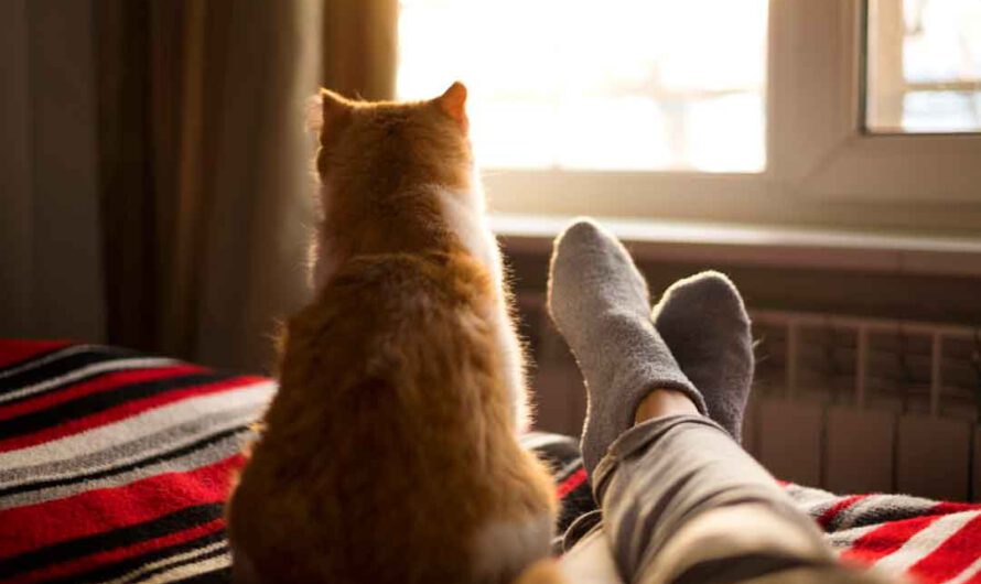 Katze beißt in Füße: Ursachen und Abhilfe