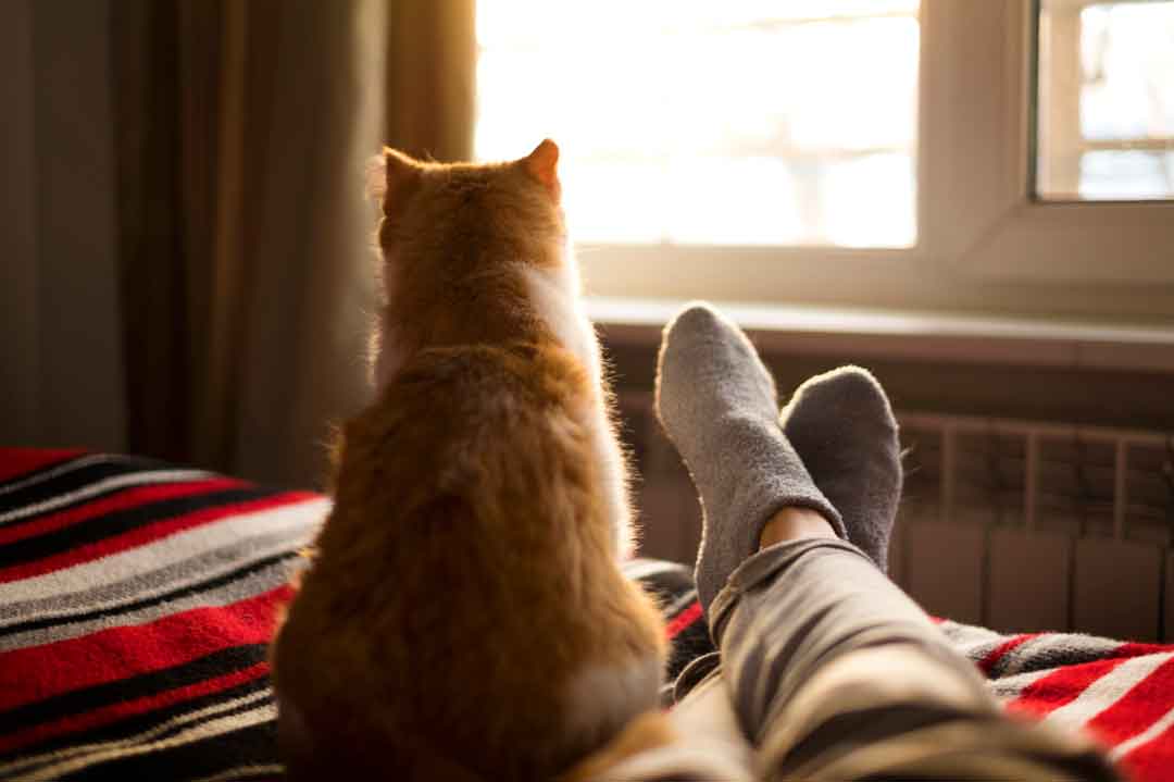 Katze beißt in Füße: Gründe und Abhilfe