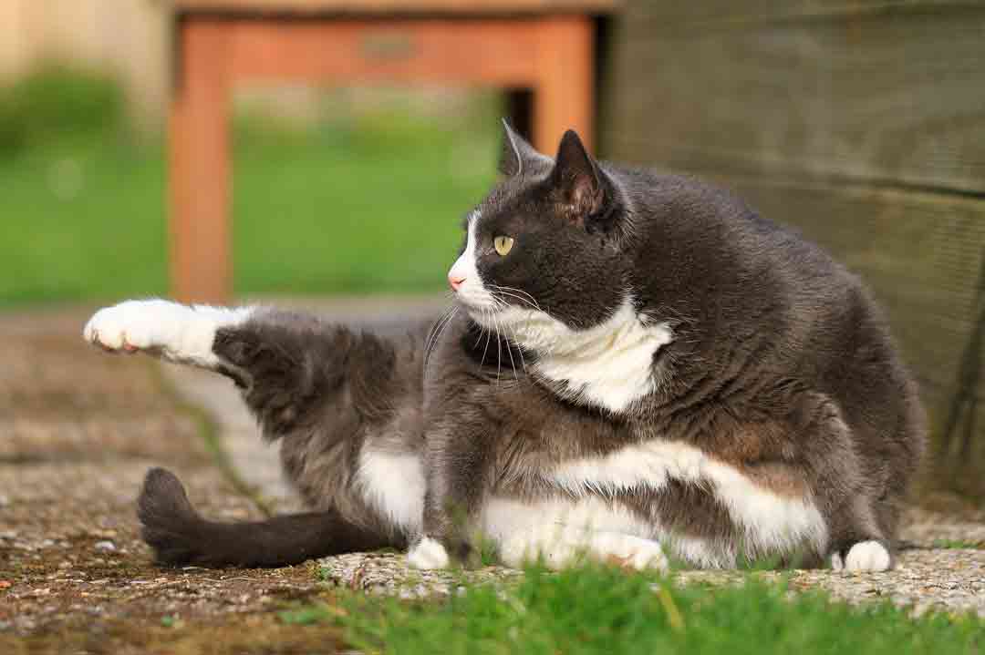 Katze mit Übergewicht putzt sich