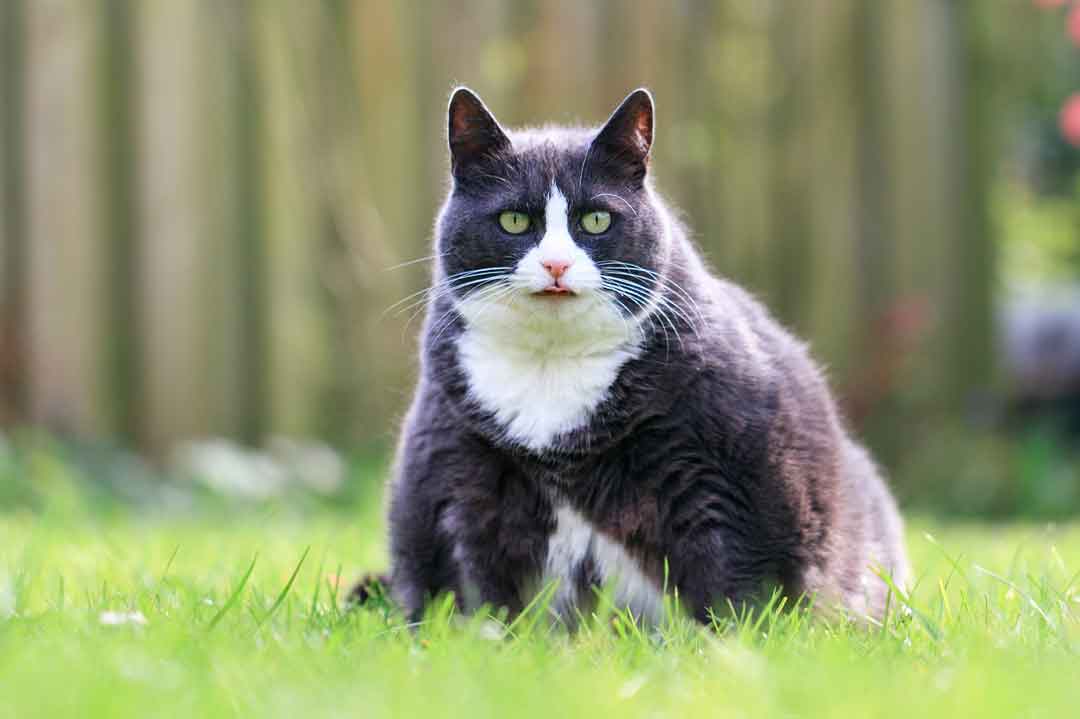 Eine Katze mit Übergewicht