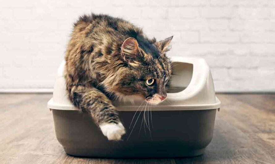 Das Katzenklo stinkt: 5 Tipps gegen schlechten Geruch