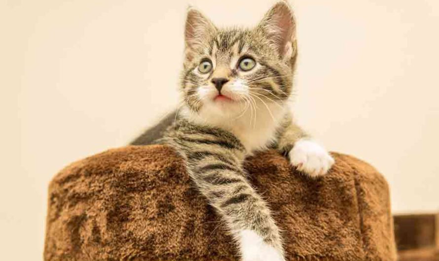 Die beliebtesten Katzennamen 2020