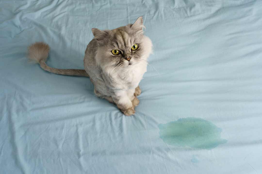 Katzenurin im Bett entfernen