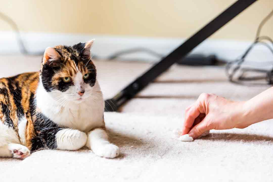 Katzenurin auf dem Teppich