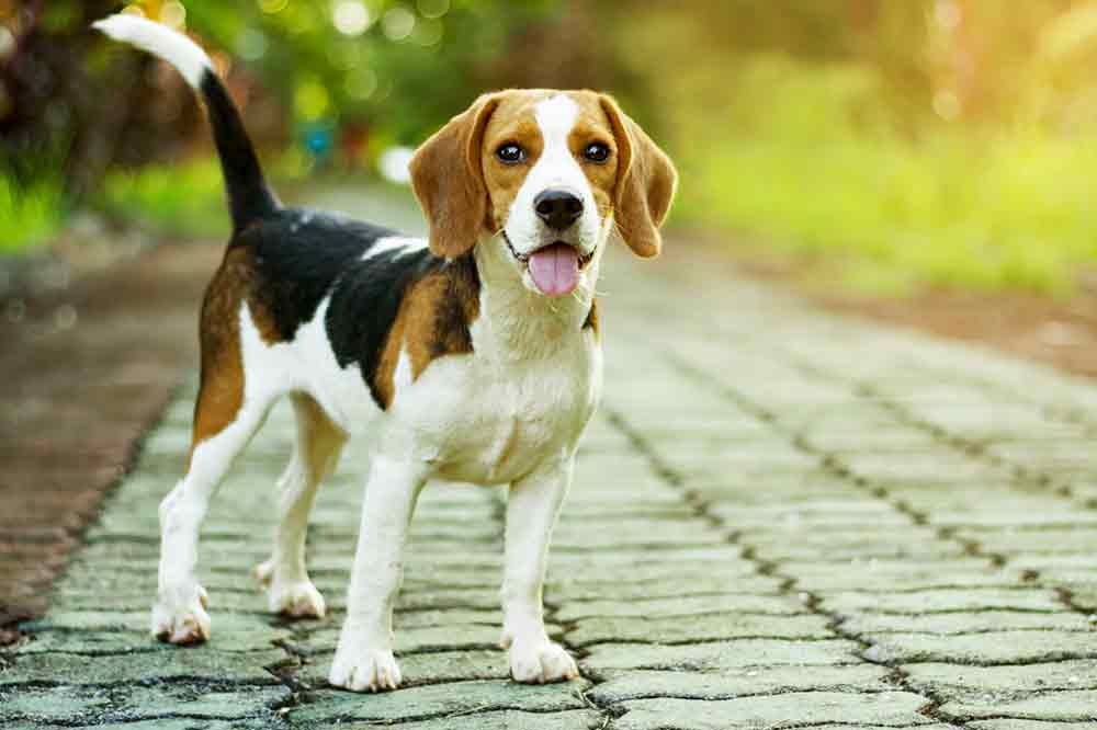 Der Beagle ist ein absolut liebenswerter Hund