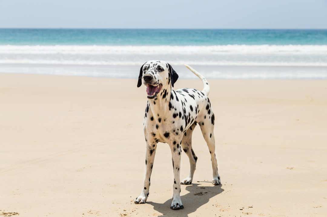 Ein Dalmatiner am Strand