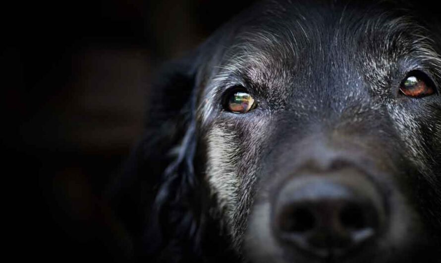 Hund einäschern: Kosten, Ablauf, Alternativen