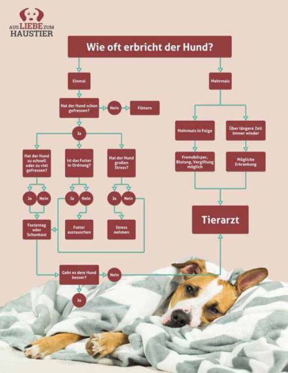 Fjern gennemførlig Åh gud Hund erbricht: Anzeichen, Ursachen und Behandlung • Aus Liebe zum Haustier