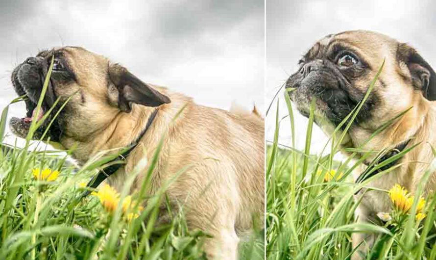Warum fressen Hunde Gras? 5 Gründe
