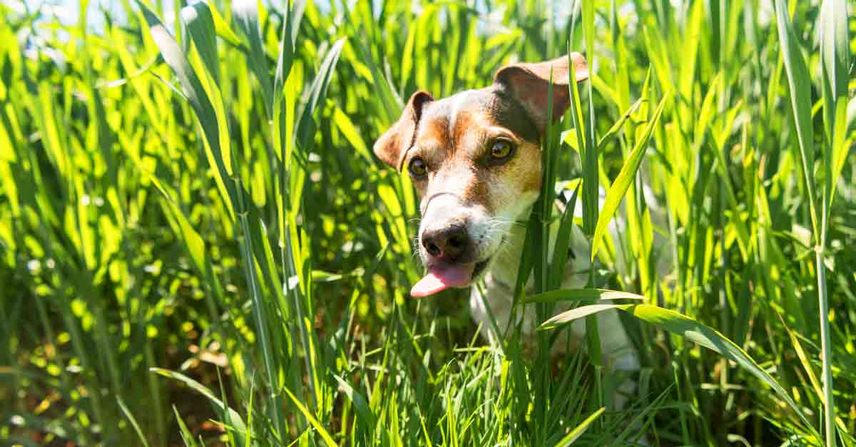 Warum fressen Hunde Gras? 5 Gründe • Aus Liebe zum Haustier