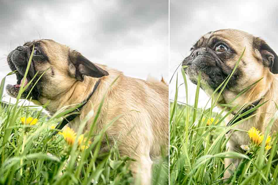 Dieser Hund frisst Gras
