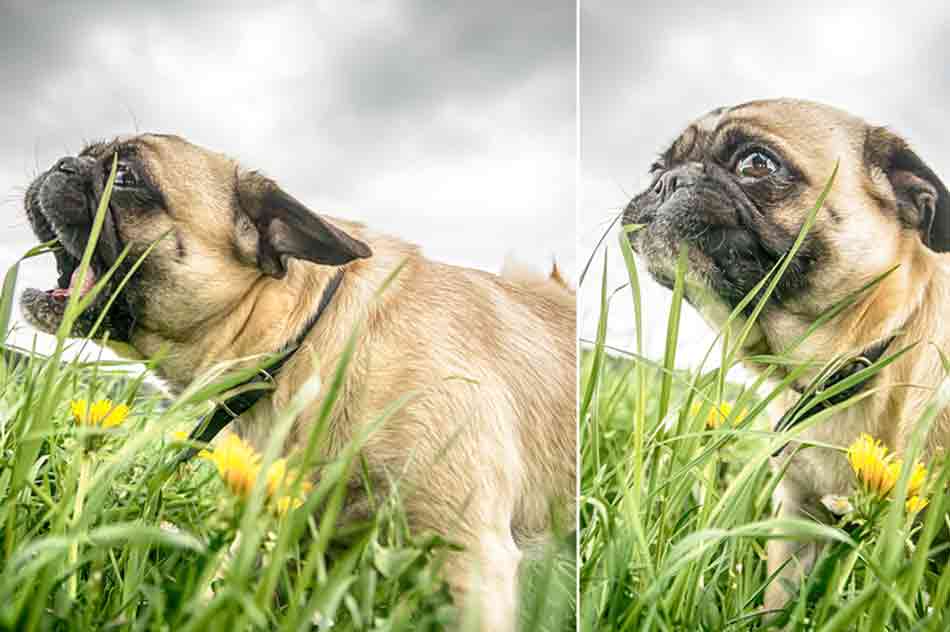 Dieser Hund frisst Gras