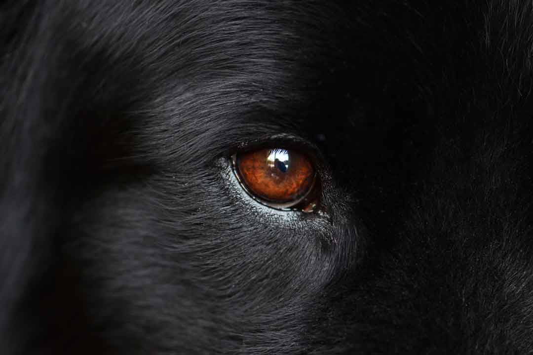 Hund kremieren lassen