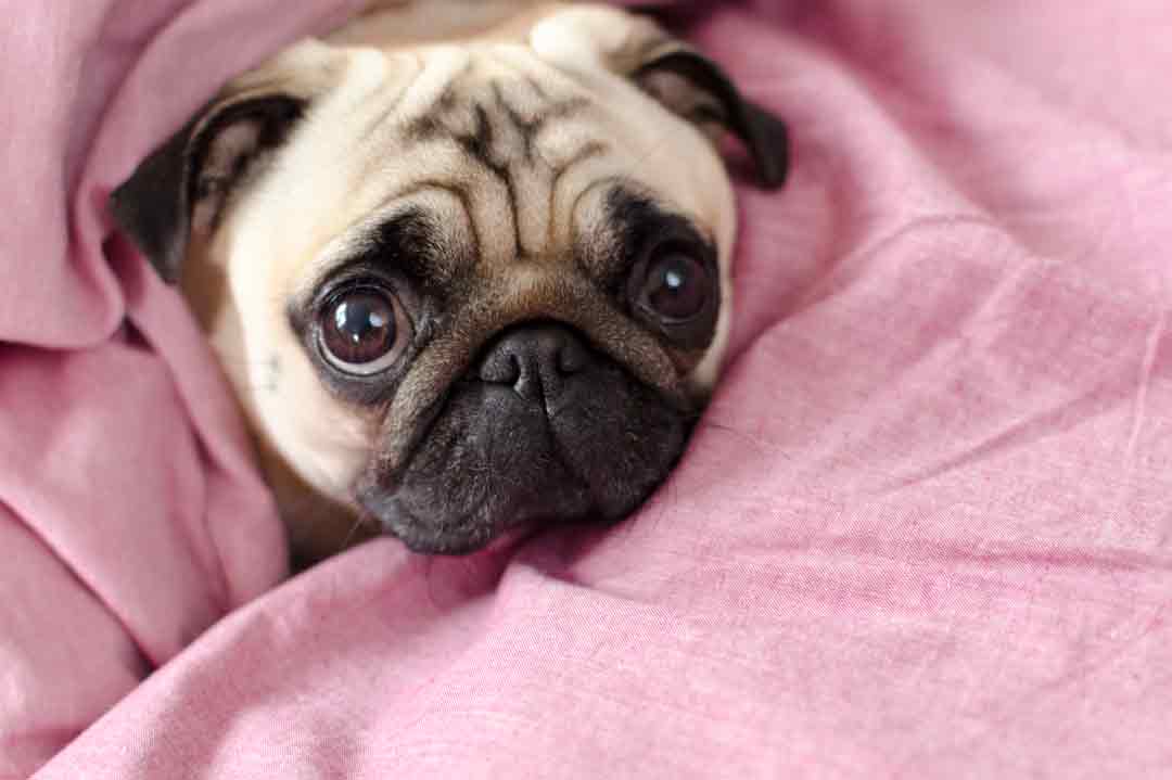 Ein Mops in einer rosafarbenen Decke