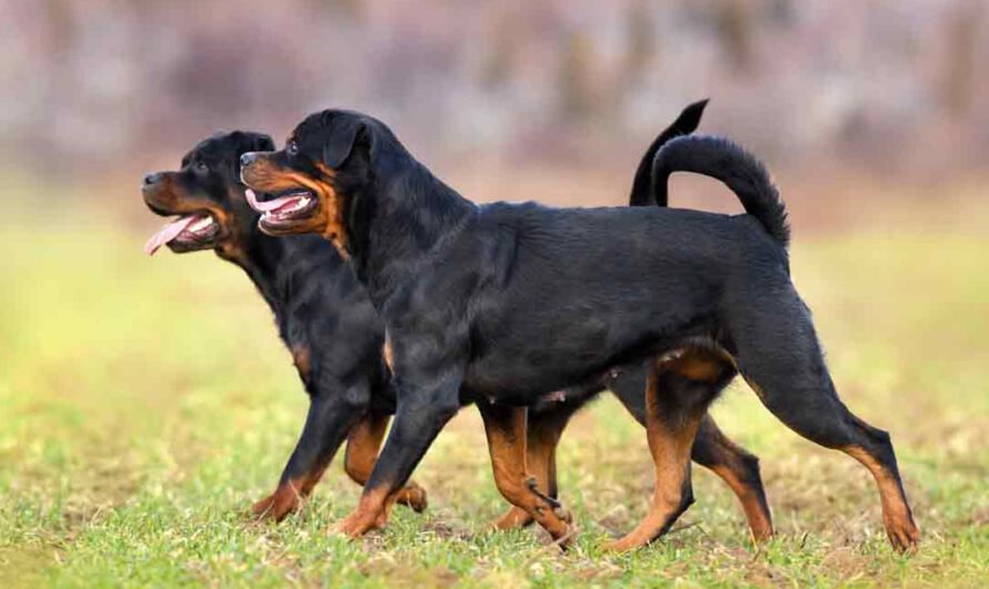 Rasseporträt Rottweiler: Charakter, Aussehen, Herkunft