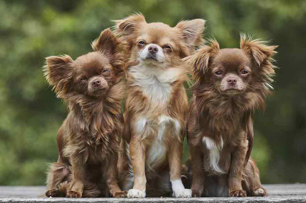 Dreimal Chihuahua heißt dreimal Glück