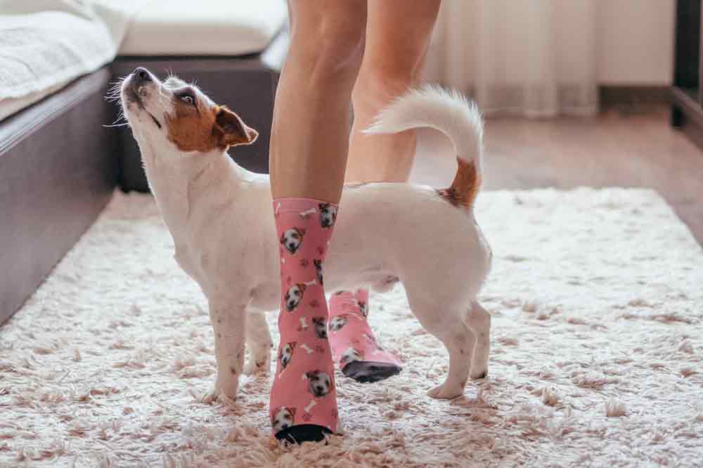 Wer einen Jack Russell Terrier hat, hat immer etwas zu tun.