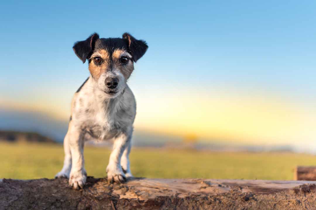 Jack Russell Terrier sind kleine Wirbelwinde.